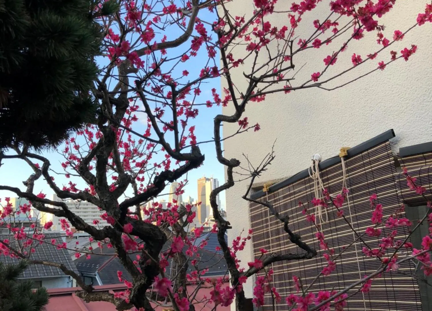 Lägenhet Shinjuku Shin-Okubo Japanese Style Inn Tokyo prefektur